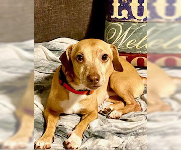 Medium Photo #9 Chiweenie Puppy For Sale in Tampa, FL, USA
