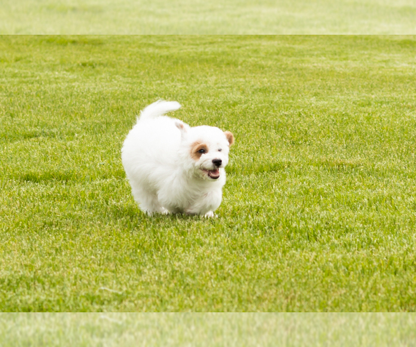 Medium Photo #2 Goldendoodle (Miniature) Puppy For Sale in WOLCOTTVILLE, IN, USA