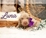 Puppy Luna Weimaraner