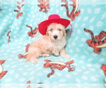 Small Photo #3 Maltipoo Puppy For Sale in HARTVILLE, MO, USA