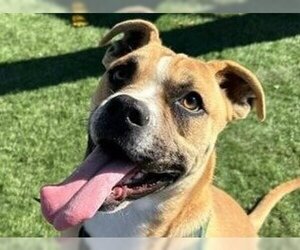 Boxer-Unknown Mix Dogs for adoption in Lake Forest, CA, USA