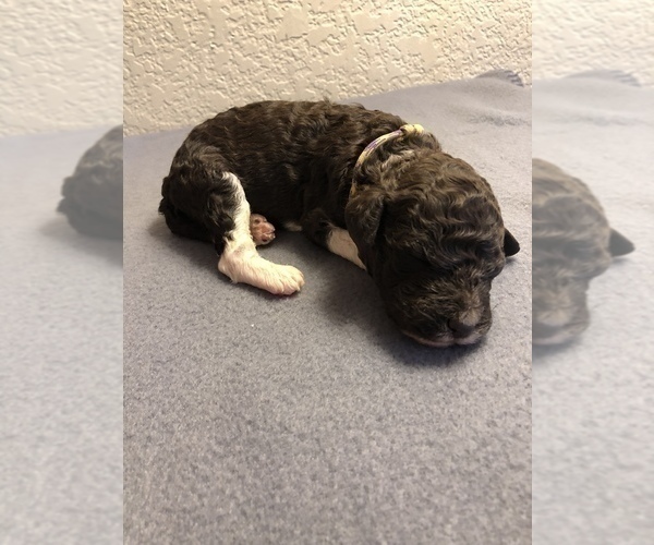 Medium Photo #8 Poodle (Standard) Puppy For Sale in GREENVILLE, TX, USA