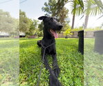 Small Photo #3 Mutt Puppy For Sale in Imlay City, MI, USA