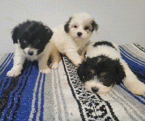 Mal-Shi Puppy for sale in NOVI, MI, USA