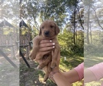 Small Photo #2 Golden Retriever Puppy For Sale in BRAINERD, MN, USA