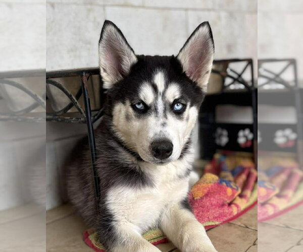 Medium Photo #1 Siberian Husky Puppy For Sale in Matawan, NJ, USA
