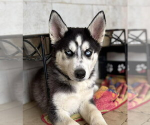 Siberian Husky Dogs for adoption in Matawan, NJ, USA