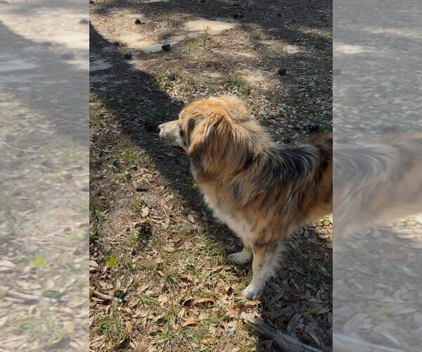 Medium Photo #4 Great Pyrenees-Unknown Mix Puppy For Sale in Canton, CT, USA