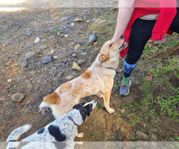 Medium Photo #3 Mutt Puppy For Sale in Paso Robles, CA, USA