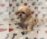 Small Photo #3 Shih Tzu Puppy For Sale in LITHONIA, GA, USA