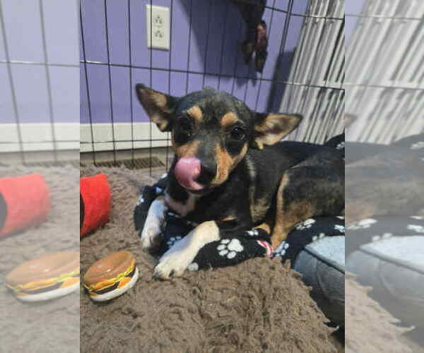 Medium Photo #4 Chihuahua-Unknown Mix Puppy For Sale in Aurora, IN, USA