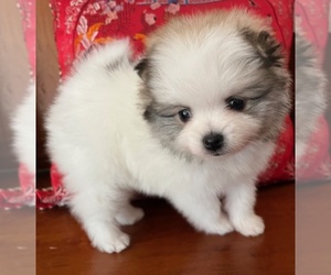 Pomeranian Puppy for sale in LISLE, IL, USA