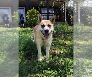 Huskies -Labrador Retriever Mix Dogs for adoption in Kennesaw, GA, USA