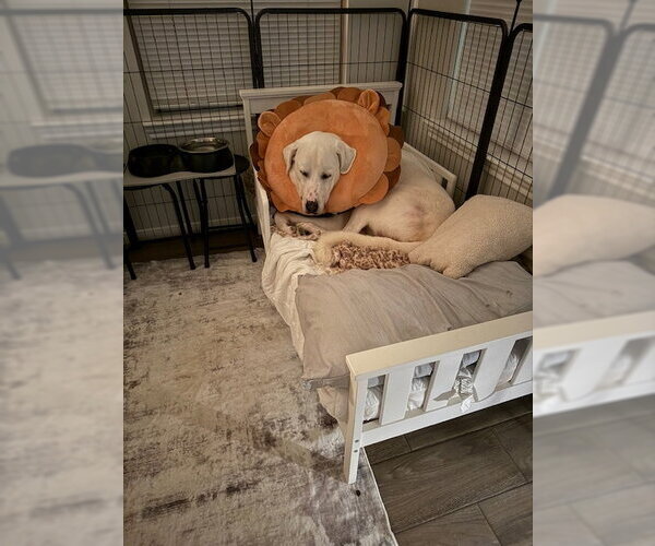 Medium Photo #15 Great Pyrenees-Unknown Mix Puppy For Sale in Houston, TX, USA