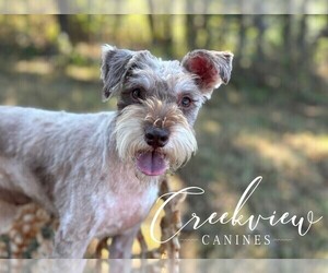 Mother of the Schnoodle (Miniature) puppies born on 07/04/2025