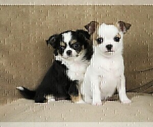 Chihuahua Puppy for sale in MUSKOGEE, OK, USA