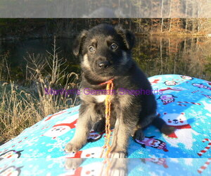 German Shepherd Dog Puppy for Sale in PIEDMONT, Missouri USA