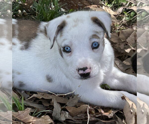 Medium Photo #1 Australian Shepherd-Great Dane Mix Puppy For Sale in Rockaway, NJ, USA