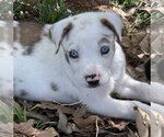 Small Australian Shepherd-Great Dane Mix
