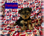 Small #2 Yorkshire Terrier