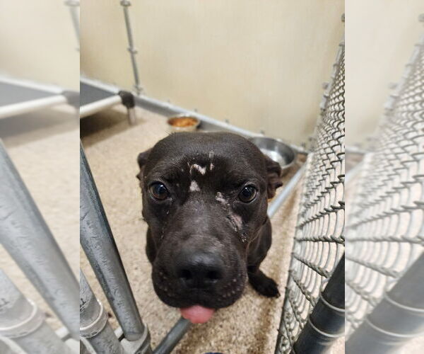 Medium Photo #2 Staffordshire Bull Terrier Puppy For Sale in Great Bend, KS, USA