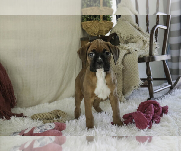 Medium Photo #2 Boxer Puppy For Sale in SHIPSHEWANA, IN, USA