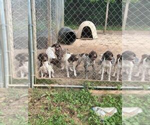 German Shorthaired Pointer Puppy for Sale in LAWRENCEVILLE, Virginia USA