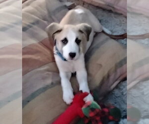 Staffordshire Bull Terrier-Unknown Mix Dogs for adoption in The Woodlands, TX, USA