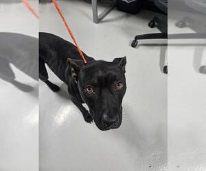 Mutt Dogs for adoption in Temple, TX, USA