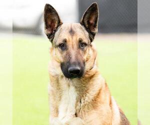 *STELLA - Female German Shepherd Dog Dog for Adoption - Photo #2