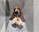 Small #1 Breeder Profile image