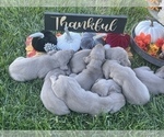 Small Photo #17 Weimaraner Puppy For Sale in WILLOWS, CA, USA