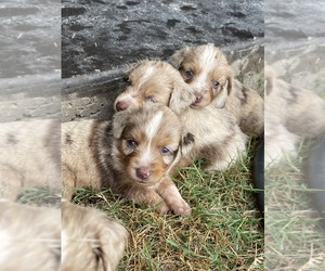 Miniature Australian Shepherd Puppy for sale in WOLFE CITY, TX, USA