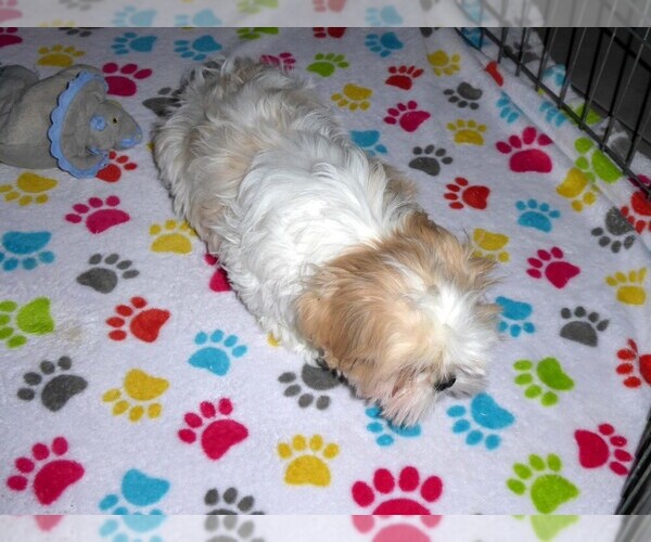 Medium Photo #8 Shih Tzu Puppy For Sale in TUCSON, AZ, USA