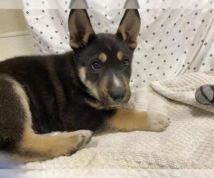 Siberian Husky-Unknown Mix Dogs for adoption in Modesto, CA, USA