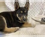 Small Siberian Husky Mix