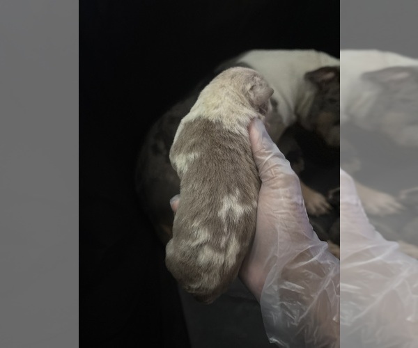 Medium Photo #2 American Bully Puppy For Sale in PARKVILLE, MD, USA