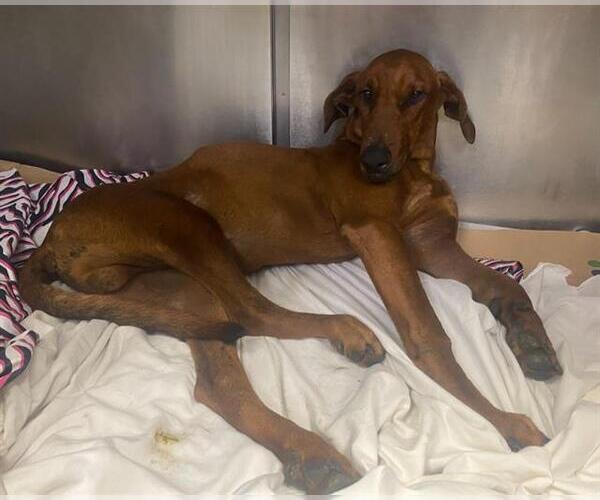 Medium Photo #3 Mutt Puppy For Sale in San Antonio, TX, USA