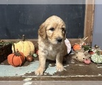 Puppy Indie Goldendoodle