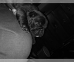 Small Photo #6 French Bulldog-Frenchie Pug Mix Puppy For Sale in DAYTON, OH, USA