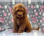 Small Photo #9 Miniature Labradoodle Puppy For Sale in LAKELAND, FL, USA