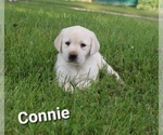 Puppy Connie Labrador Retriever