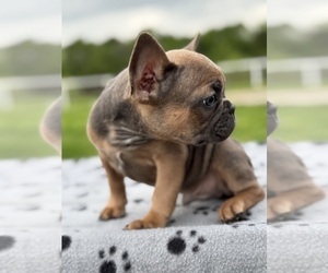 French Bulldog Puppy for sale in GREENVILLE, TX, USA