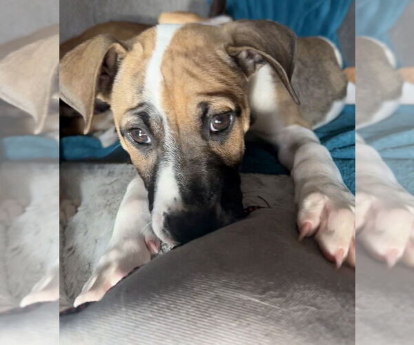 Medium Photo #8 Mutt Puppy For Sale in OKLAHOMA CITY, OK, USA