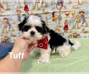 Morkie Puppy for sale in WINNSBORO, LA, USA