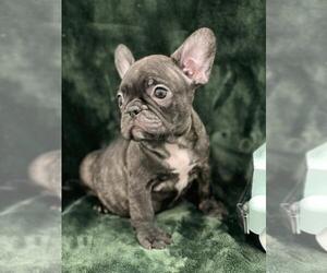 French Bulldog Puppy for sale in CHARLESTON, SC, USA