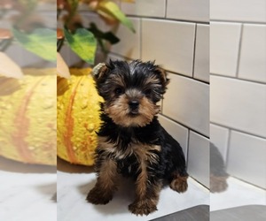 Yorkshire Terrier Puppy for sale in INDIANAPOLIS, IN, USA