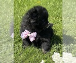 Small #6 Pomeranian