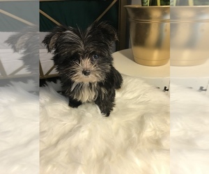 Morkie Puppy for sale in AUSTIN, TX, USA