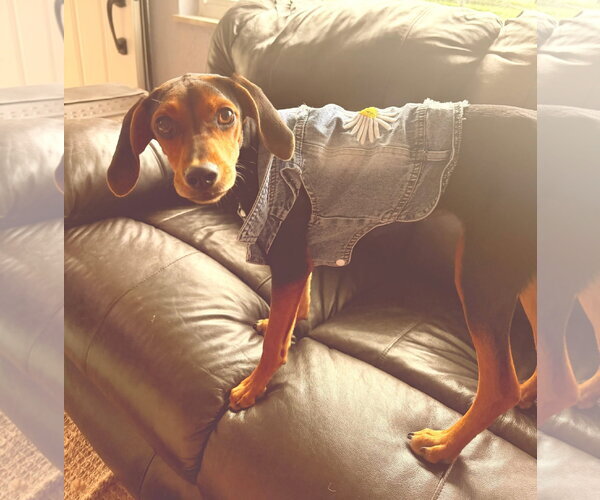 Medium Photo #8 Doxle Puppy For Sale in Germantown, OH, USA